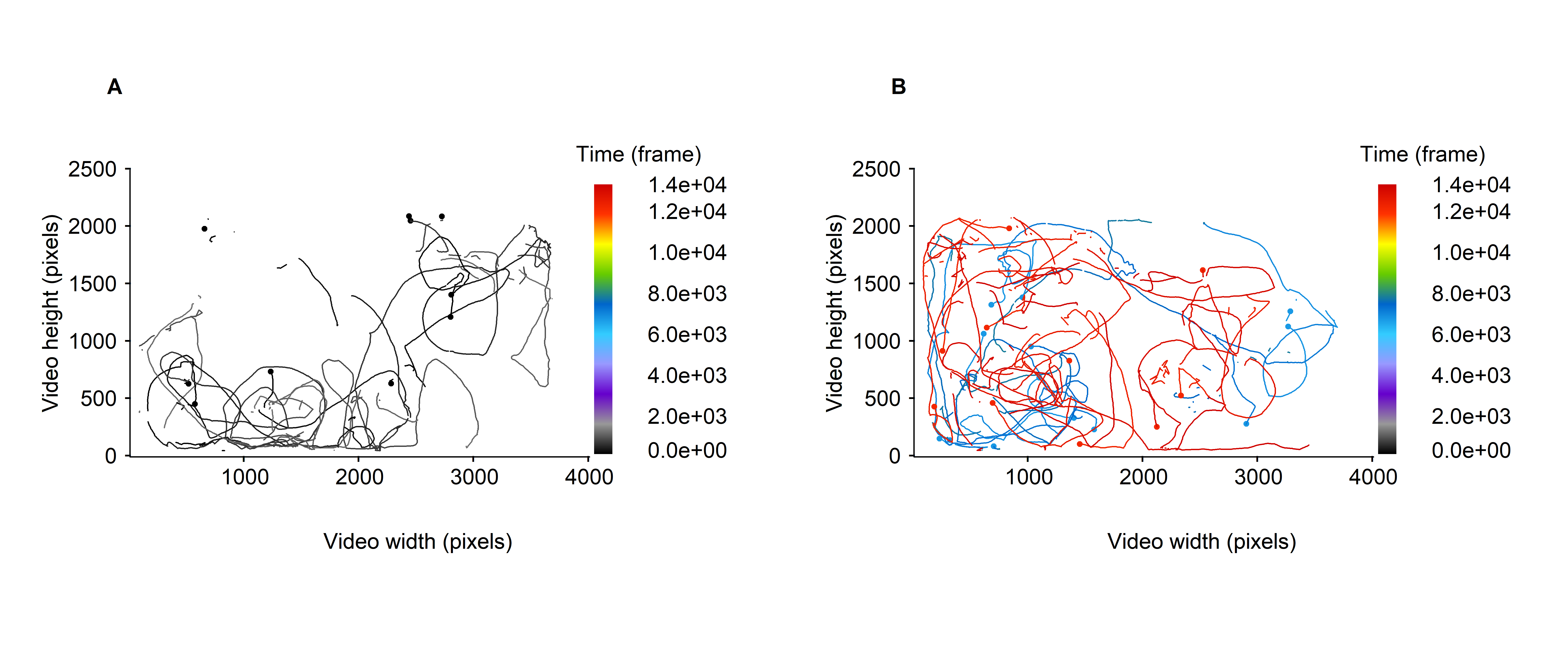 Micro-wasps trajectories over specified part of the video timeline, expressed in frame. A. all trajectories are represented over a time window of 1000 frames (between 1 and 999 frames). B. all trajectories are represented over two time windows of 1000 frames duration (between 6000 and 6999 and 11000 and 11999 frames). The trajectories are colored according to the moments at which they are recorded.