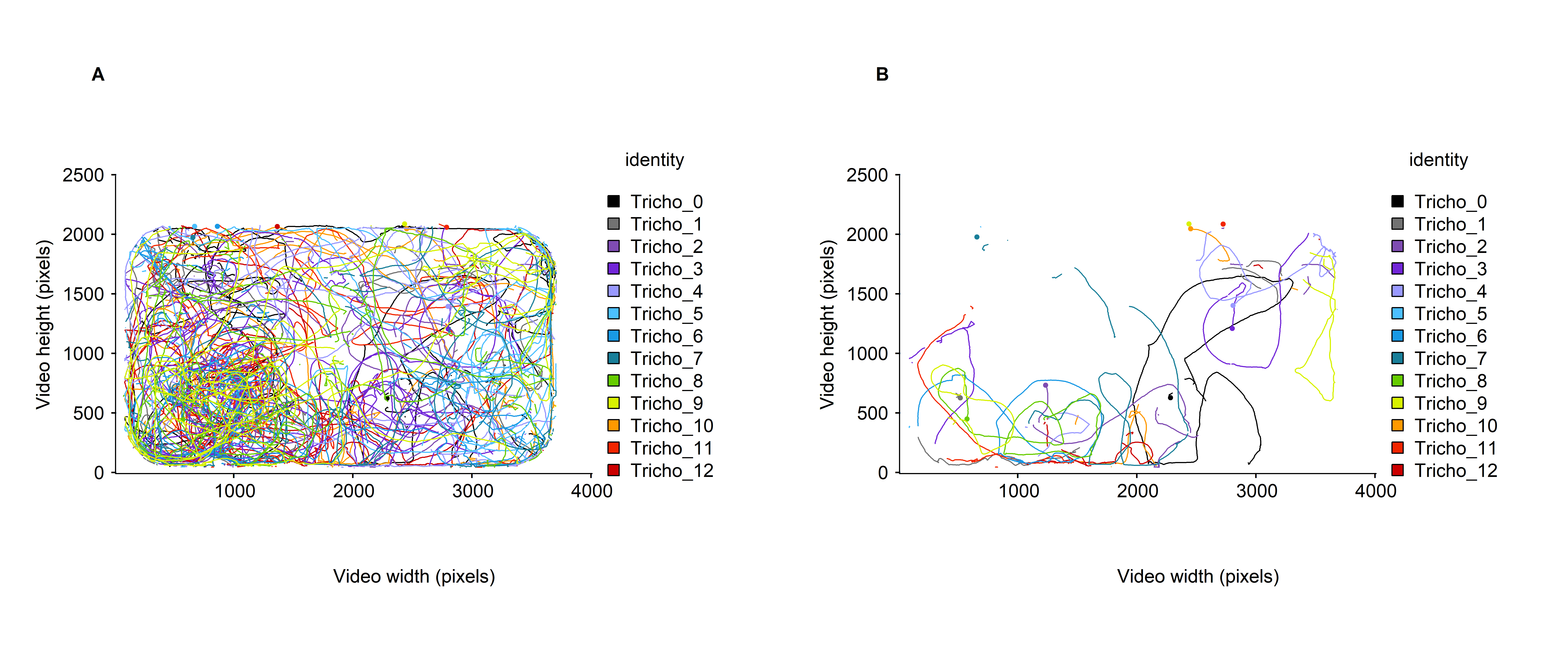 Micro-wasps trajectories A. over the whole video timeline, and B. over a time window of 1000 frames (between 1 and 999 frames). Here the trajectories are colored according to the identity of the particle.