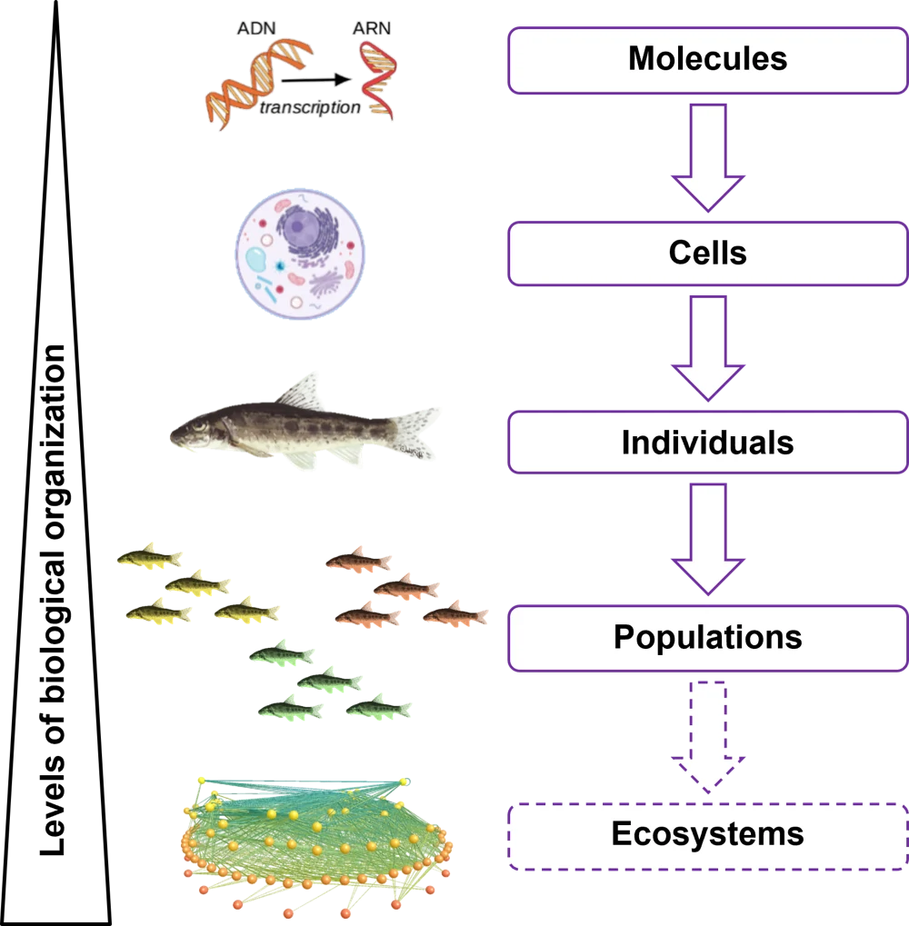Diagram connecting molecular, cellular, individual and population levels of biological organisation